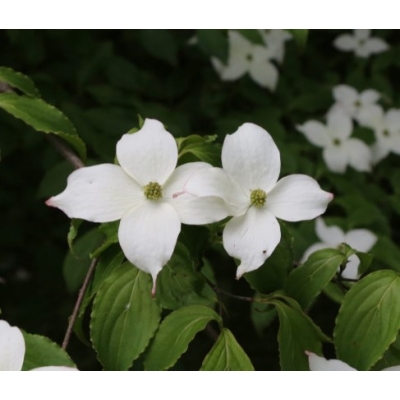 Dereń kousa Milky Way